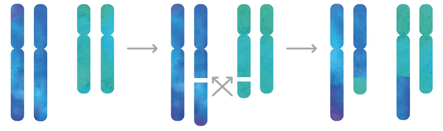Reciprocal-translocations-B