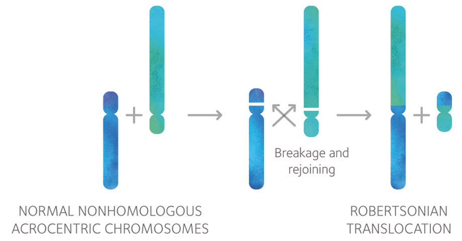 Robertson-Translocations-B