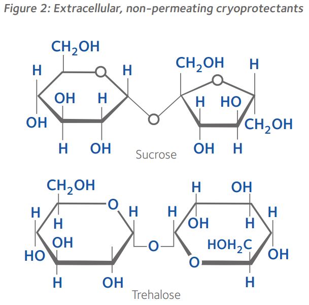 Extracellular-non-permeating-cryoprotectants