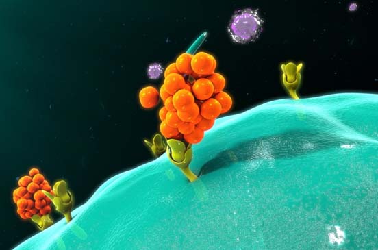 Why are we adding the GM-CSF Cytokine to our Culture Media?