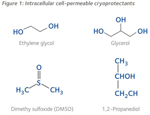 intracellular-cell-permeable-cryoprotectants