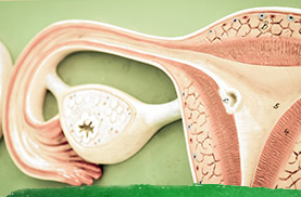 How To Know Exactly When You’re Ovulating